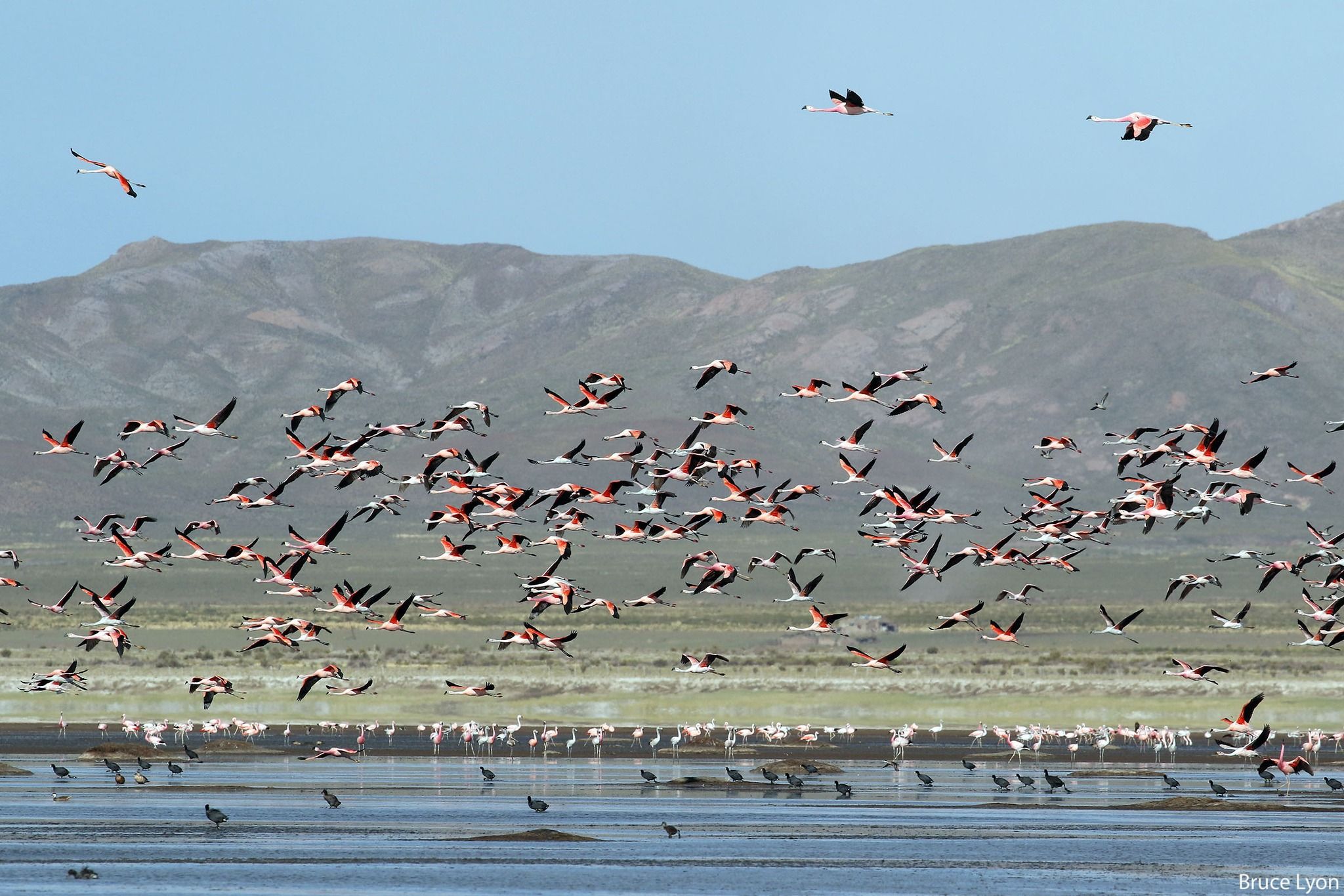 Una bandada de flamencos levanta vuelo sobre una laguna de altura; en el agua quedan cientos de flamencos y gallaretas.