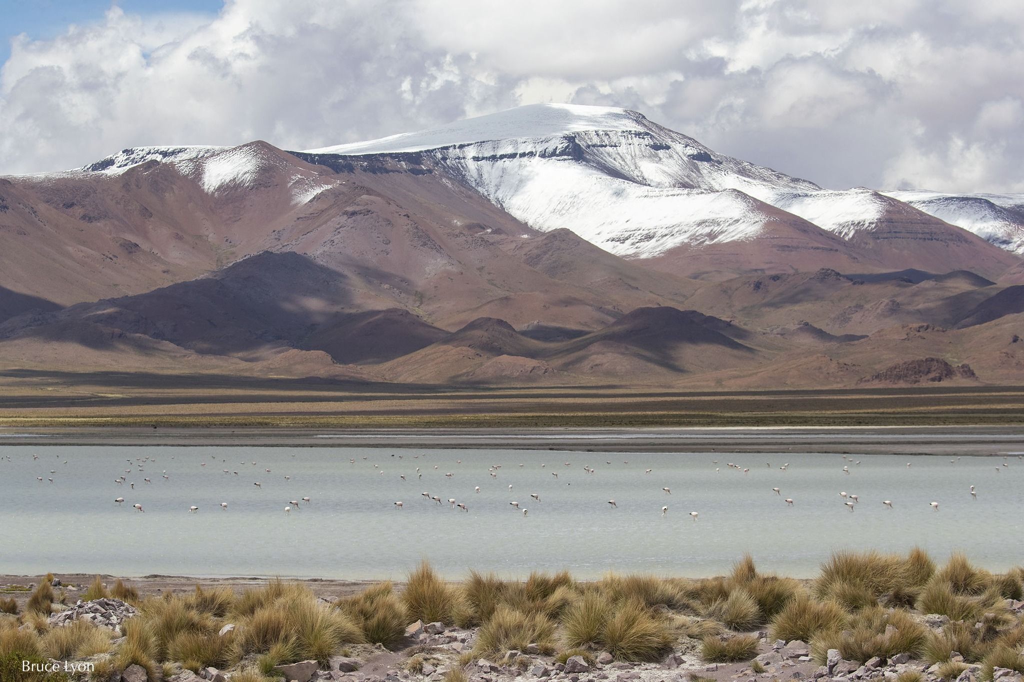 Laguna altoandina con flamencos al pie de un cerro nevado; en primer plano, matas de paja.