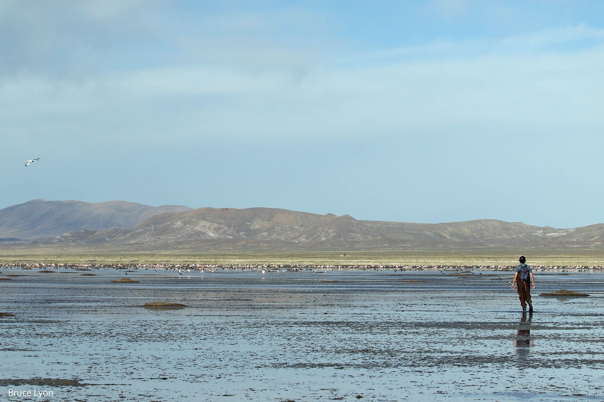 Una persona recorre a pie el agua baja de una laguna de altura, entre montículos de nidos de gallareta; al fondo, flamencos y cerros.