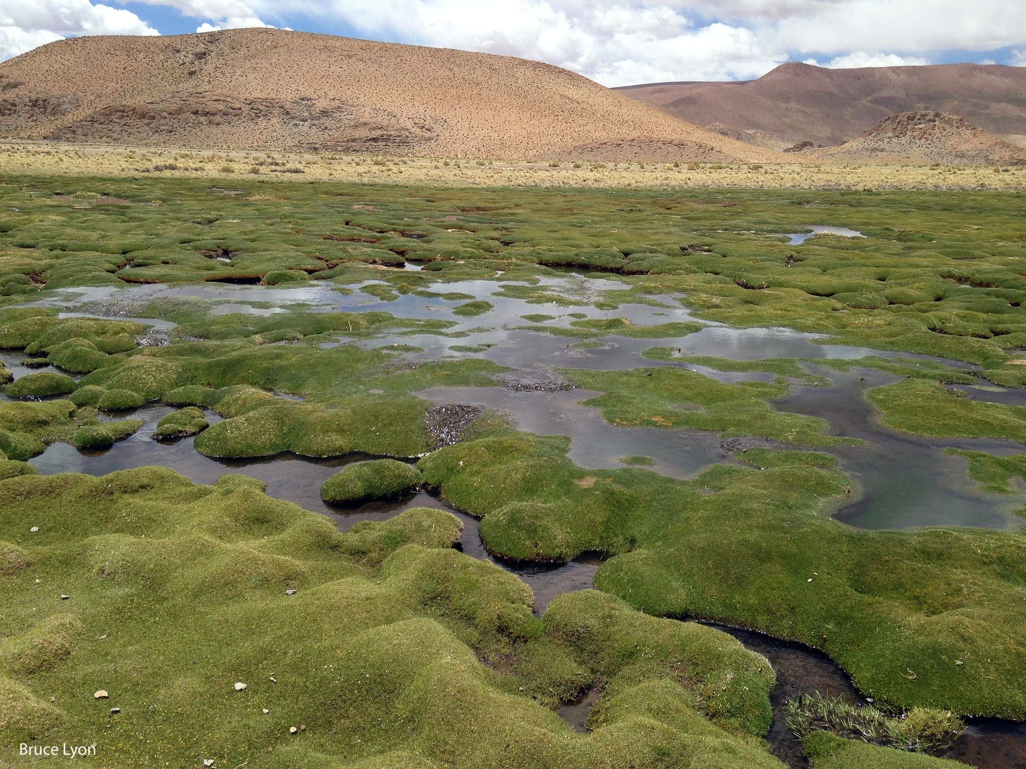 Vega de altura con cojines verdes y espejos de agua, al pie de cerros áridos.