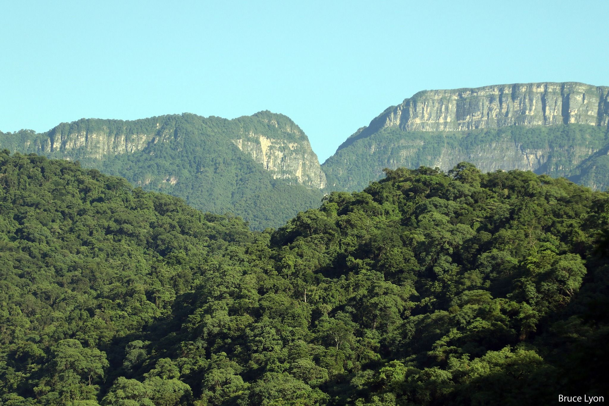 Selva de montaña de las Yungas, con paredones de roca al fondo.